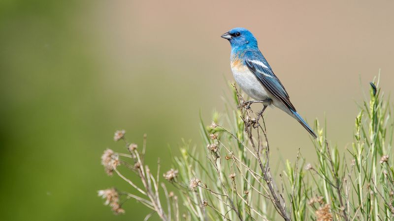 Two birds, different habitat needs