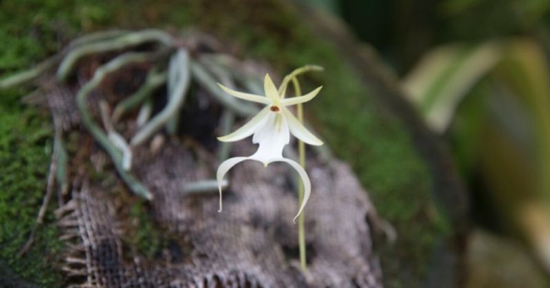 UF Scientists Grow Them In The Lab To Return To The Wild