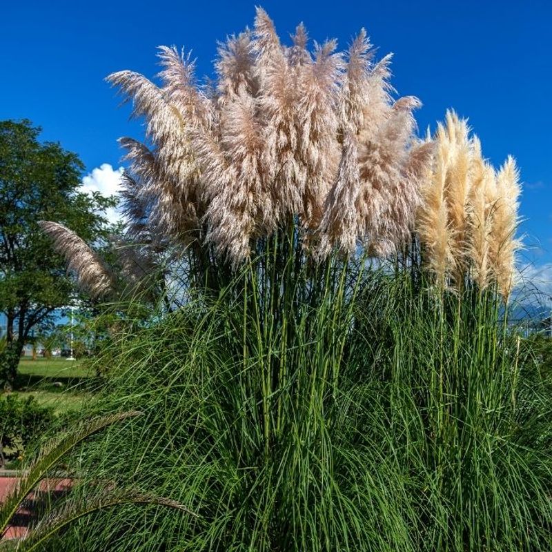 UF/IFAS No Longer Recommends Pampas Grass UF/IFAS No Longer Recommends Pampas Grass