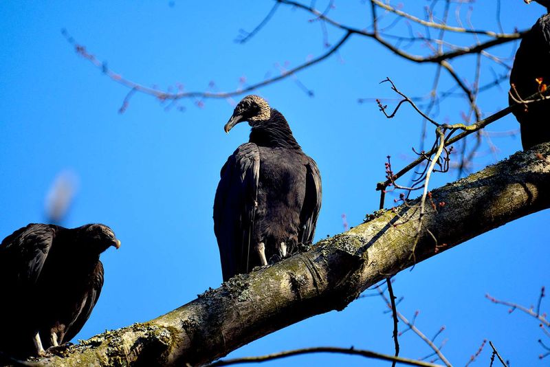 USDA Wildlife Services Can Help With Bigger Problems USDA Wildlife Services Can Help With Bigger Problems