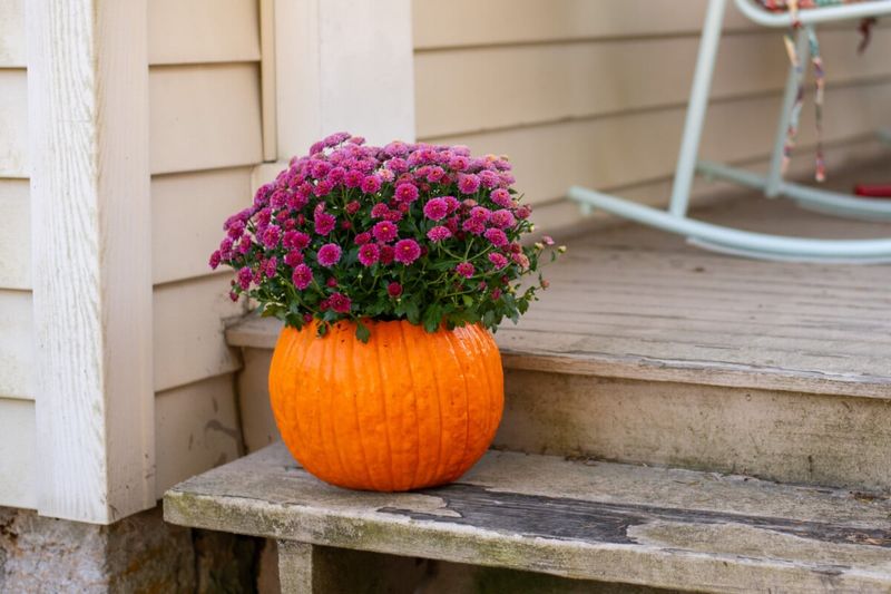 Uncarved Pumpkins Can Become Planters, Pie, or Farm Snacks Uncarved Pumpkins Can Become Planters, Pie, or Farm Snacks