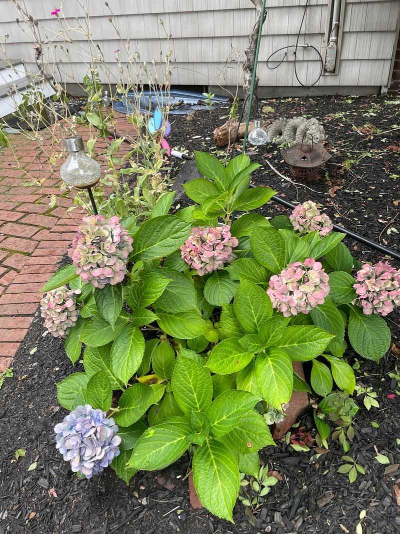 Uncover Plants Slowly In Spring
