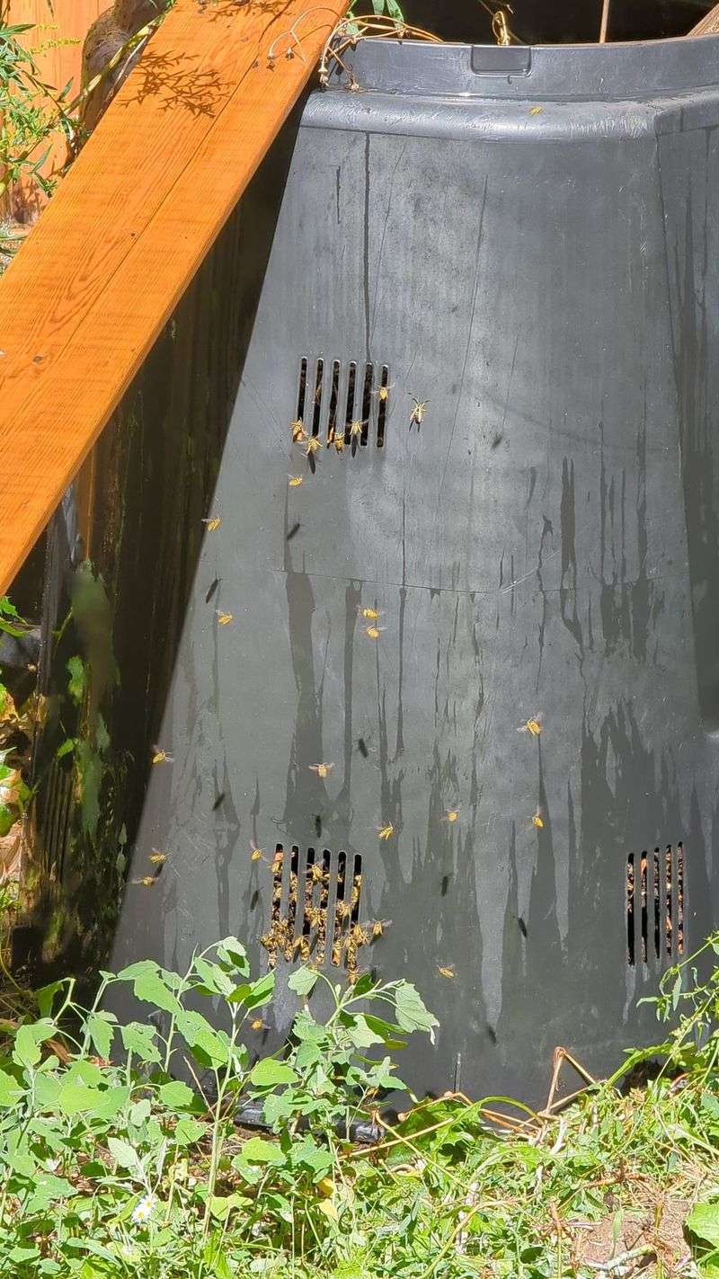 Uncovered Compost Piles Feed Hungry Foragers
