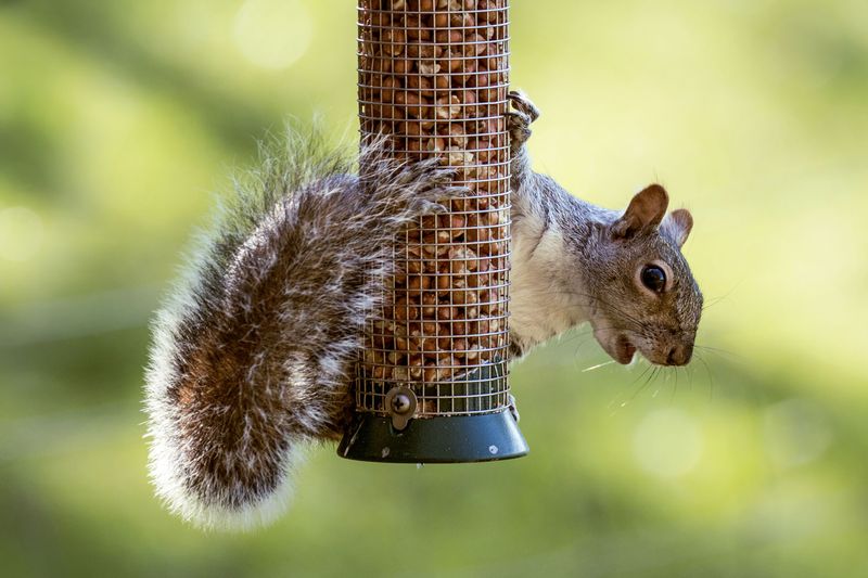 Under Branches Squirrels Can Jump From