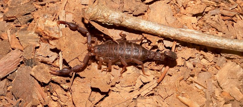 Under Flat Rocks, Southern Devil Scorpions Stay Hidden From View Under Flat Rocks, Southern Devil Scorpions Stay Hidden From View