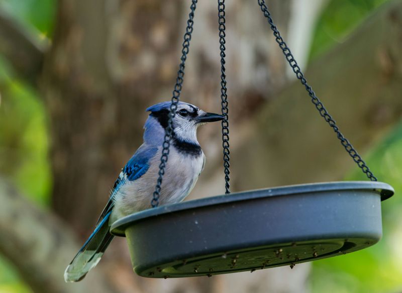 Understand Why Jays Swarm Feeders In Fall