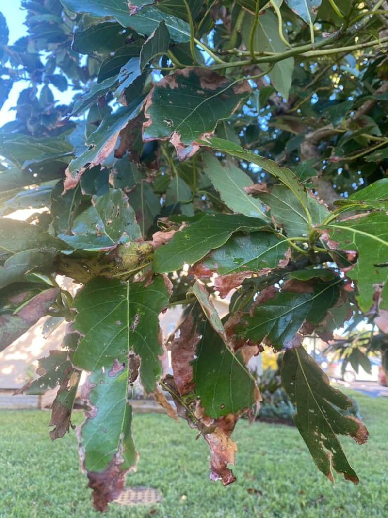 Uneven Watering Causes Curling Too