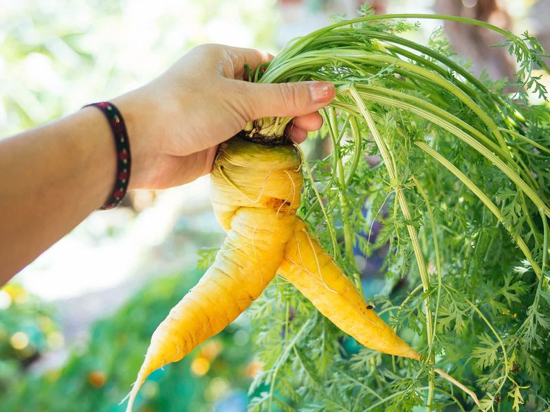 Uneven Watering Causes Splits And Odd Shapes Uneven Watering Causes Splits And Odd Shapes