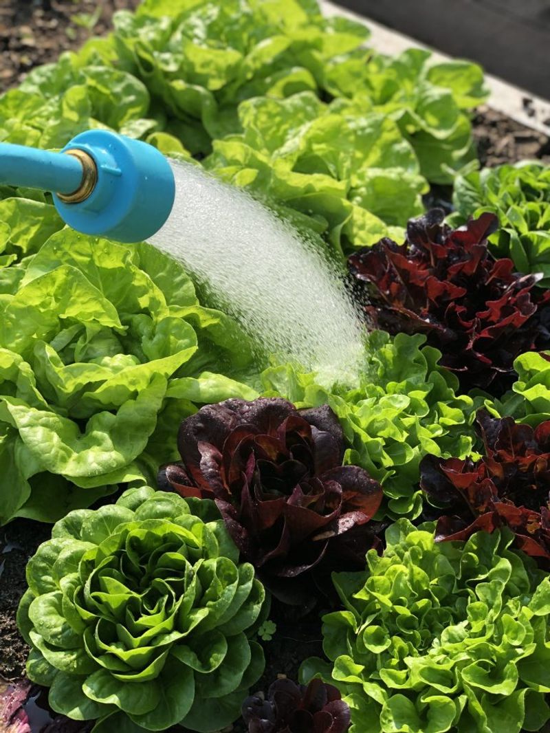 Uneven Watering Slows Head Formation Uneven Watering Slows Head Formation