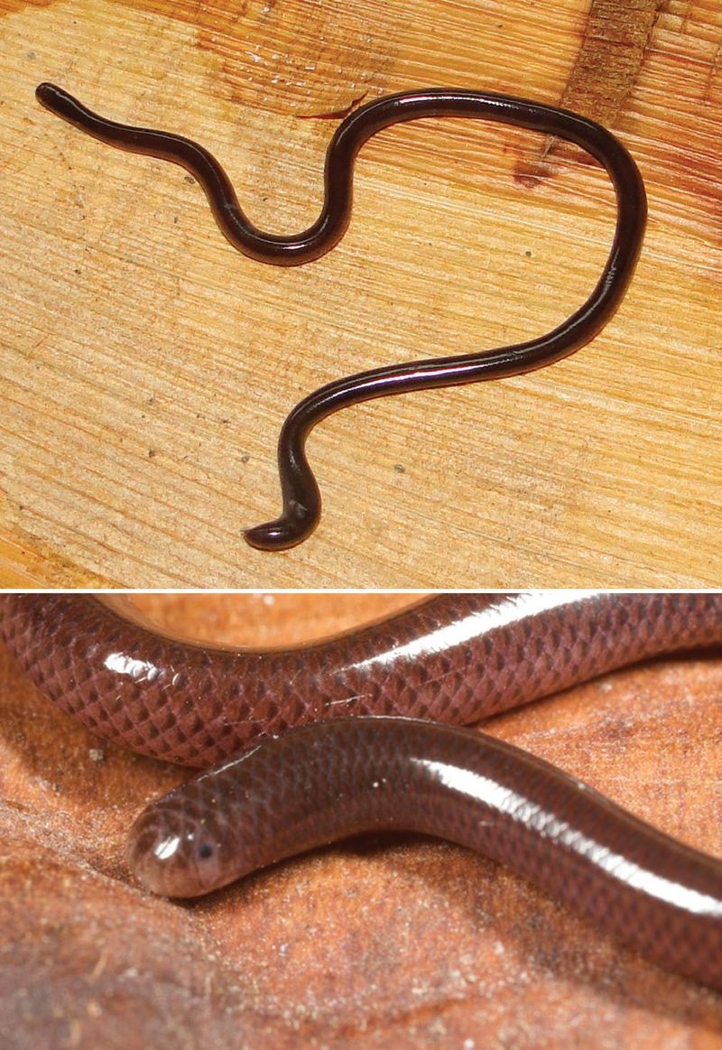 Unlike A Worm, Its Body Isn't Segmented