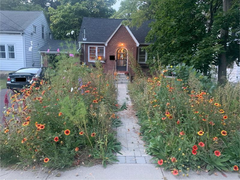 Unmowed Areas Fill In With More Diverse Plants Unmowed Areas Fill In With More Diverse Plants