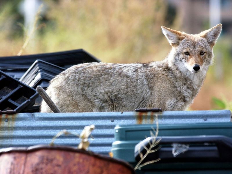 Unsecured Trash And Pet Food Can Draw Them Closer To Homes