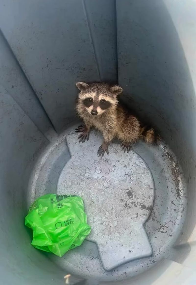 Unsecured Trash Cans Are Open Buffets