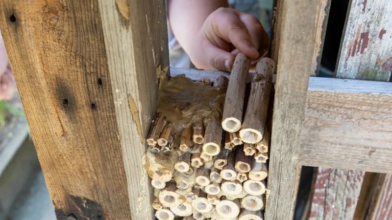 Untreated Wood Blocks and Paper Tubes Beat Pine Cone Clutter
