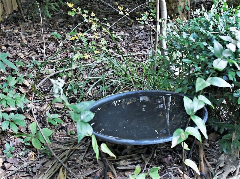 Unused Containers Collect More Than Rainwater