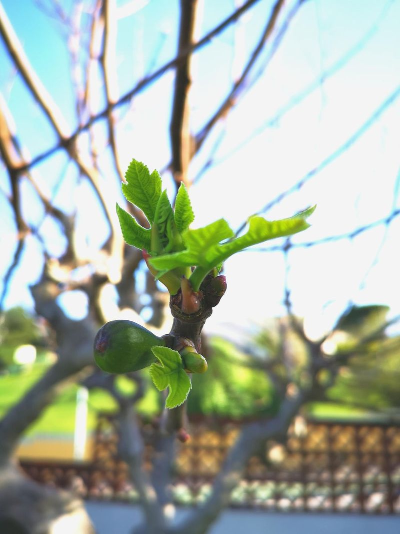 Unwrap Slowly When Spring Finally Arrives