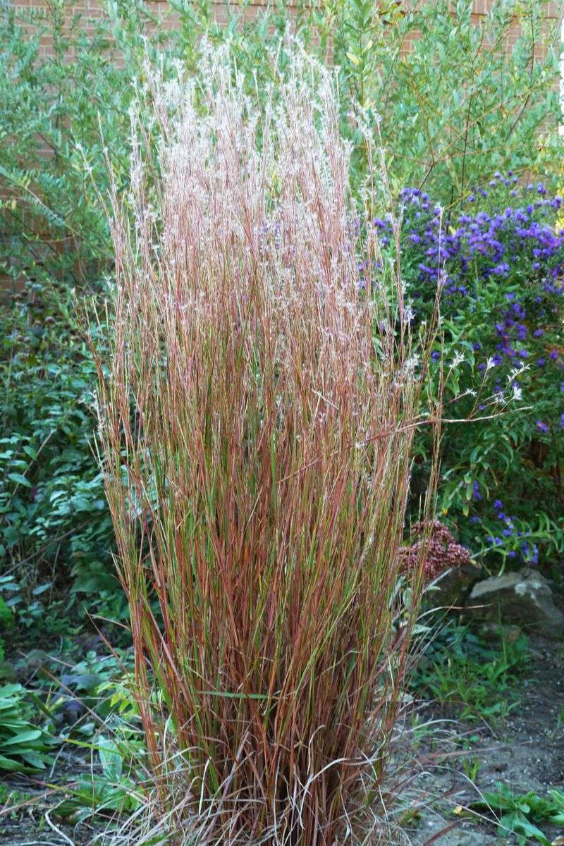Upright Clumps Keep Their Shape Through Cold Weather