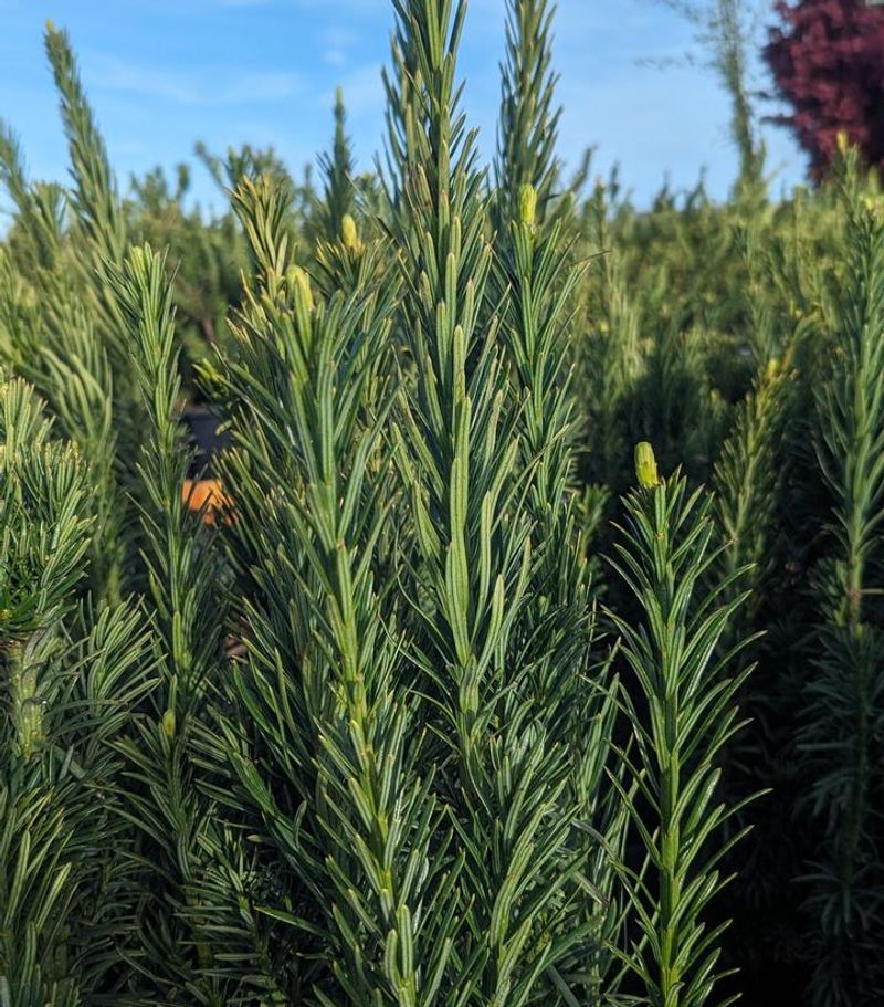 Upright Japanese Plum Yew Handles Shade And Deer Pressure Well Upright Japanese Plum Yew Handles Shade And Deer Pressure Well