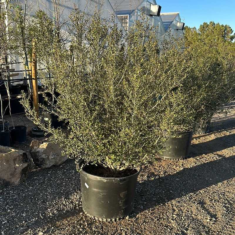 Upright Yaupon Holly Upright Yaupon Holly