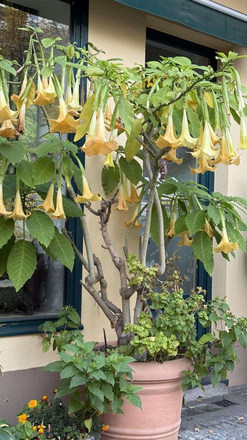 Upward-Facing Blooms Belong To Its Weedy Cousin Datura Upward-Facing Blooms Belong To Its Weedy Cousin Datura