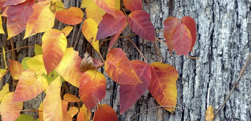 Urushiol Oil That Stays Active All Year Urushiol Oil That Stays Active All Year
