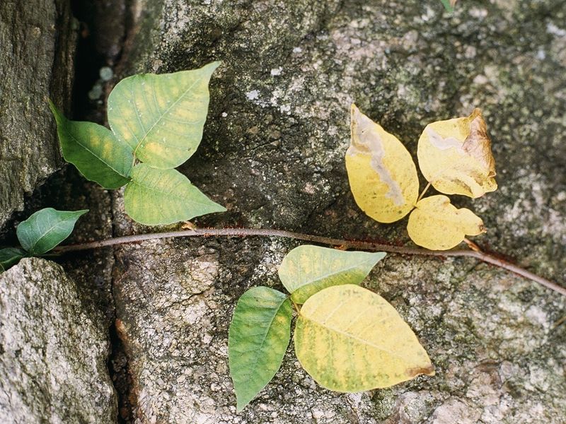 Urushiol can remain on brush for years Urushiol can remain on brush for years