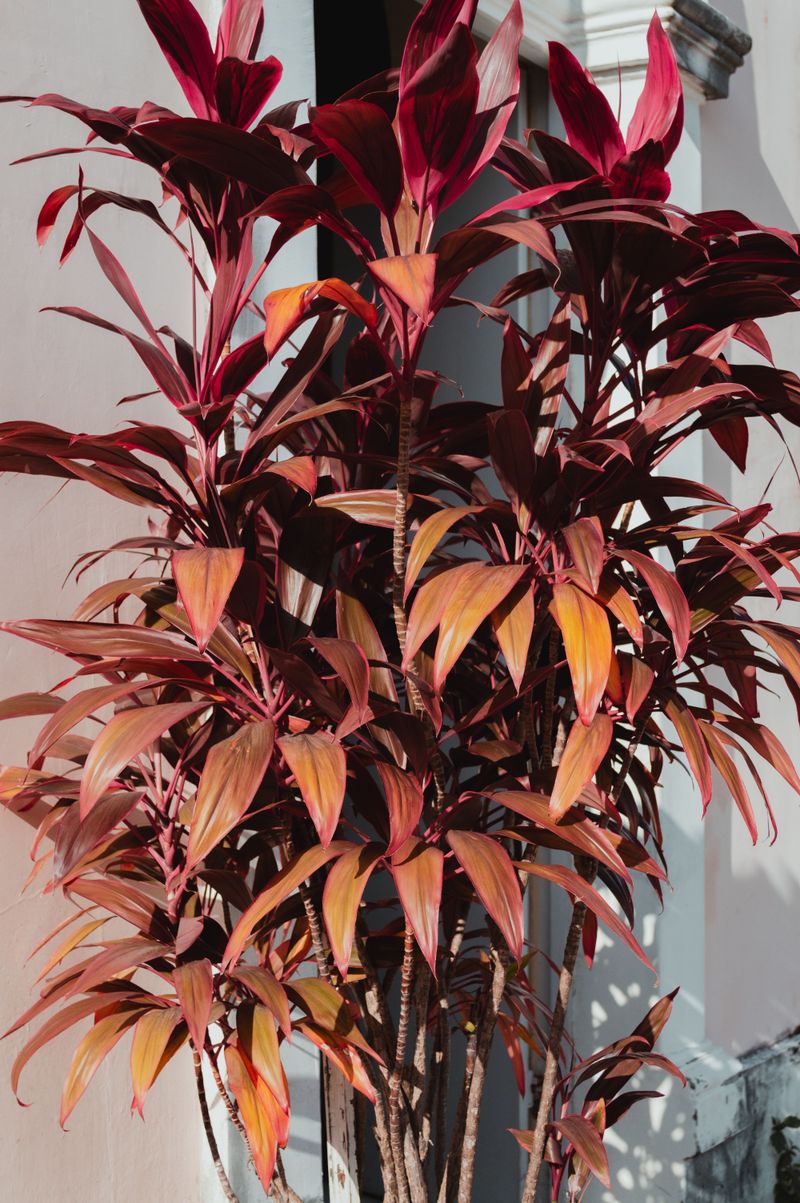 Use A Big Ti Plant As A Container Centerpiece Use A Big Ti Plant As A Container Centerpiece