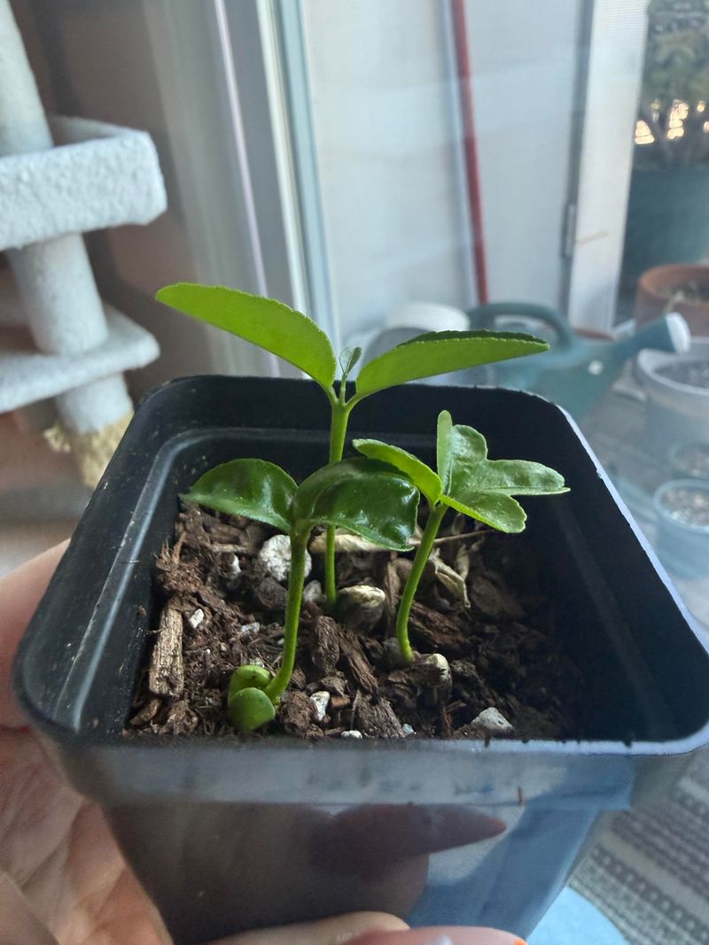 Use A Grow Light For Strong Seedlings