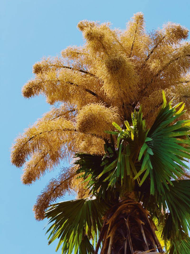 Use A Hand Saw So You Don’t Nick Nearby Fronds Use A Hand Saw So You Don’t Nick Nearby Fronds
