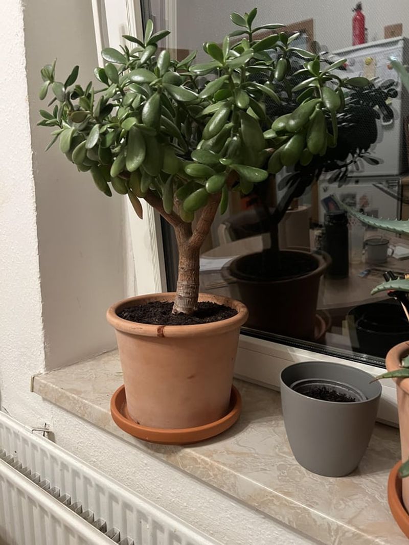 Use A Heavy Pot And Fast-Draining Mix