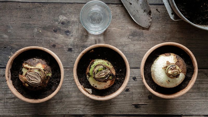 Use A Pot Just 1 To 2 Inches Wider Than The Bulb