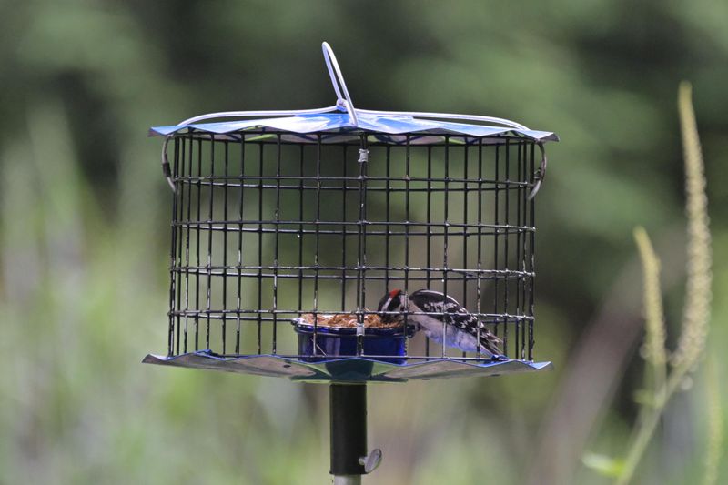 Use Cages To Block Larger Birds Use Cages To Block Larger Birds