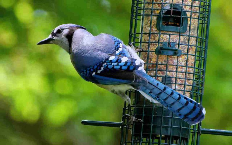 Use Cages To Block Larger Birds
