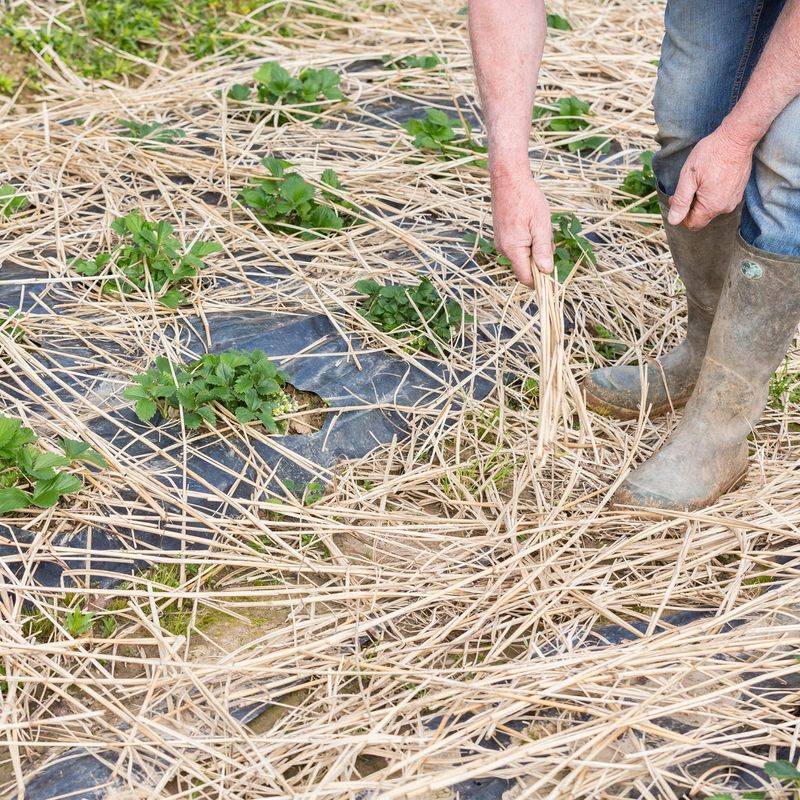 Use Clean Straw, Not Hay Use Clean Straw, Not Hay