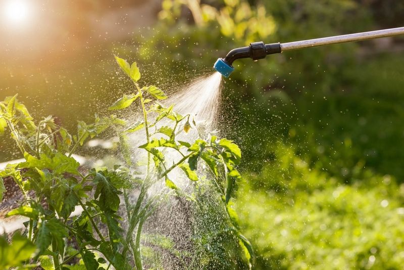 Use Gentle Sprays Wisely On Texas Plants Use Gentle Sprays Wisely On Texas Plants