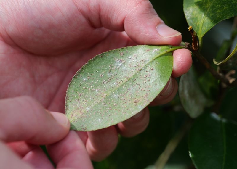 Use Horticultural Oil When Temperatures Are Right