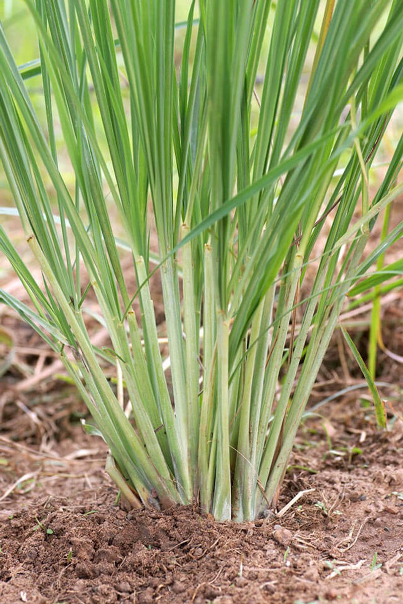 Use It To Hold Soil In Place On Slopes Use It To Hold Soil In Place On Slopes
