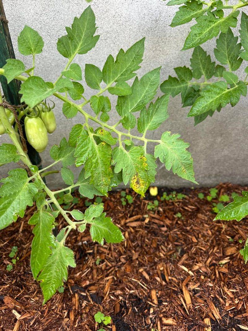 Use Mulch Correctly To Reduce Soil Splash Use Mulch Correctly To Reduce Soil Splash