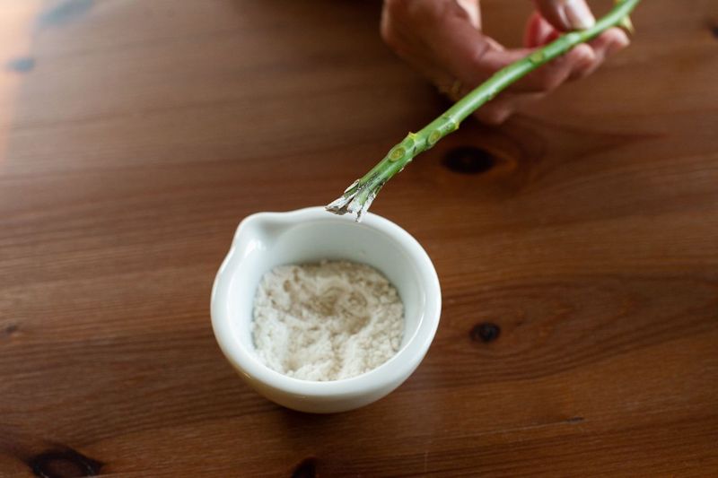 Use Rooting Hormone For Better Results