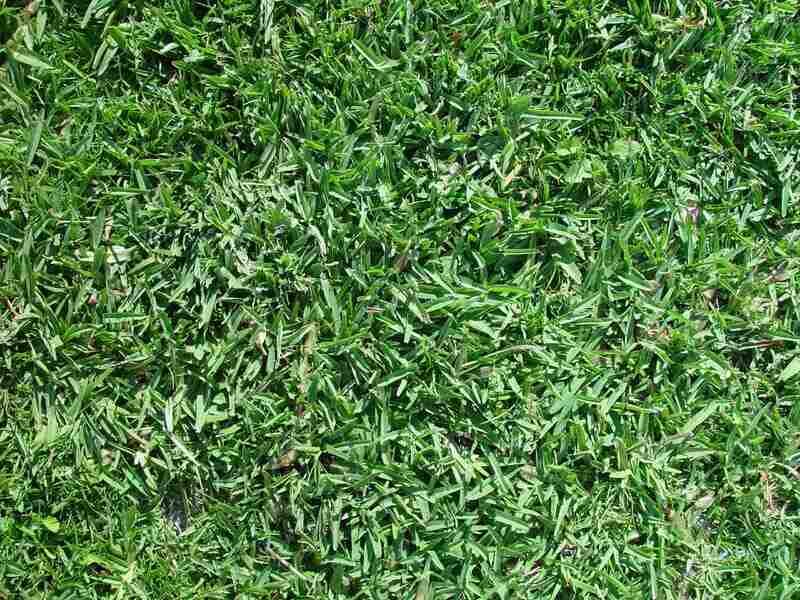 Use Seed That Matches Your Grass Use Seed That Matches Your Grass