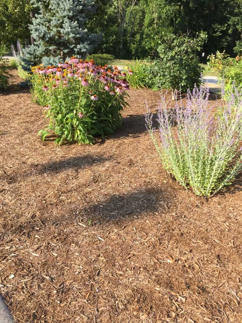Use Shredded Hardwood Or Bark For Flower Beds And Shrubs Use Shredded Hardwood Or Bark For Flower Beds And Shrubs