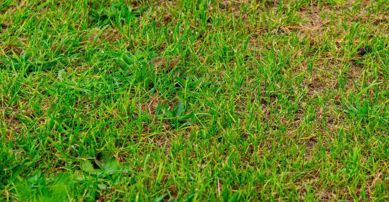 Use Spring Seeding As A Last Resort