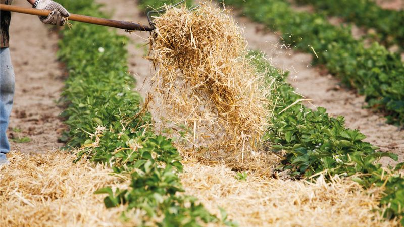 Use Straw In Vegetable Gardens And Strawberry Beds Use Straw In Vegetable Gardens And Strawberry Beds