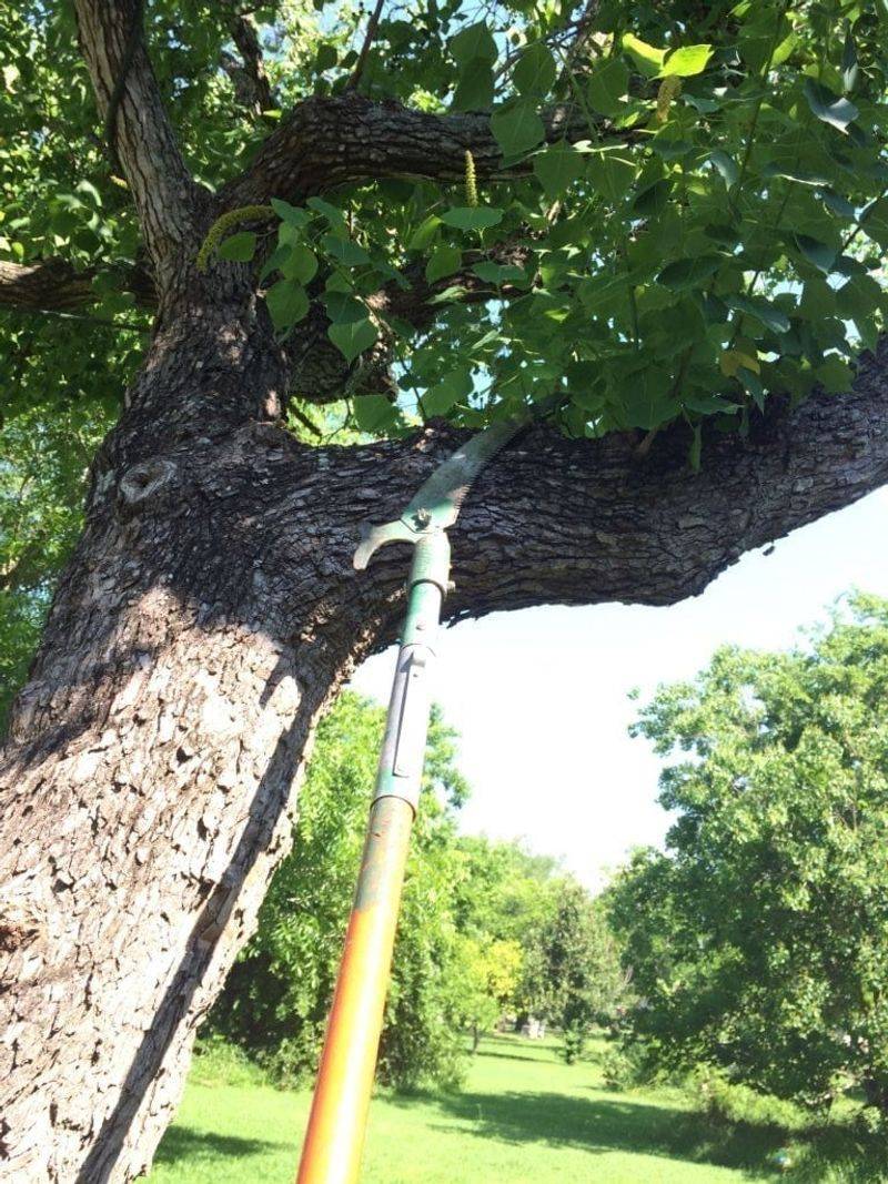Use The Three Cut Method On Heavy Branches