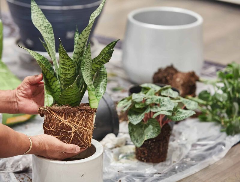 Use Well-Drained Soil And A Pot With Drainage