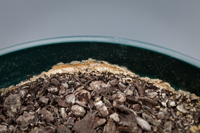 Use a white crust as a reason to check for salt buildup
