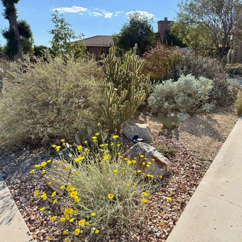 Use desert lavender as one useful piece of a desert yard Use desert lavender as one useful piece of a desert yard