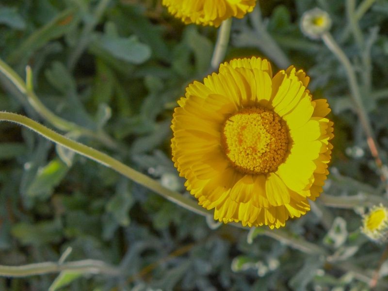 Use general planting advice, not a caliche cure