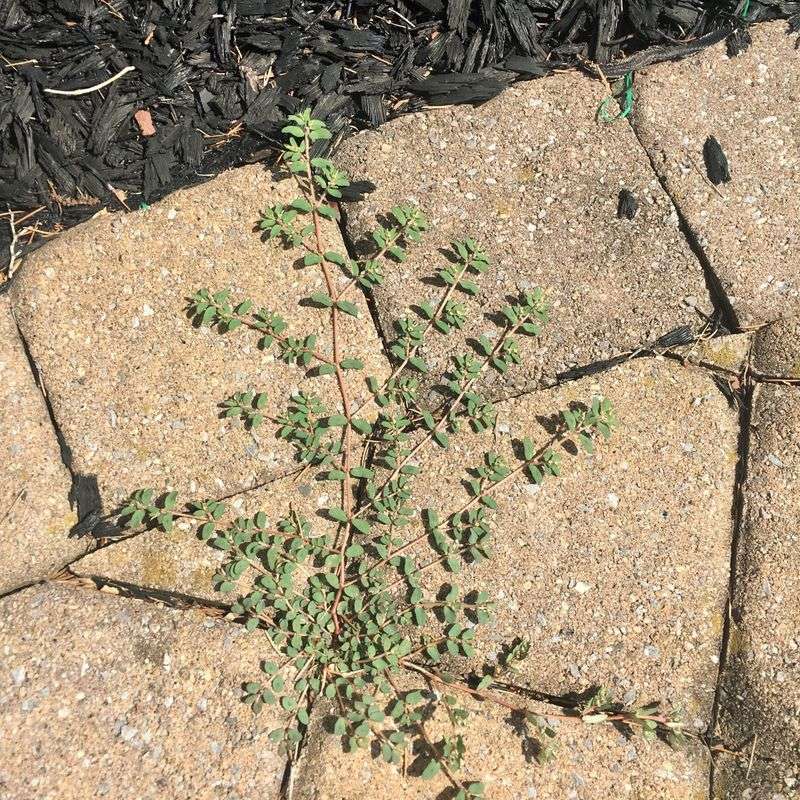 Use labeled herbicides and skip risky homemade remedies