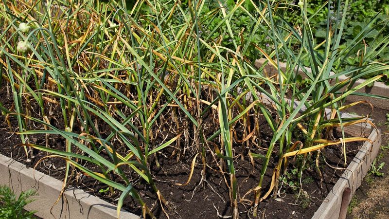 Use the tops to decide when to harvest